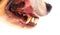 Dog teeth closeup