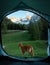 Dog in a tent on the nature. Camping with a pet. Nova Scotia Duck Tolling Retriever in travel