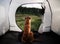 Dog in a tent on nature. Summer vacation.
