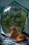 Dog in a tent in the rain. Nova Scotia Duck Tolling Retriever in the camp. Pet Travel