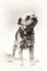 Dog, terrier, anxious, Border Terrier, standing, black and white