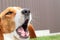 Dog theme. Yawning dog. Cute beagle with open mouth. funny dog. Tricolor beagle dog on green grass, sunny summer day. Place for