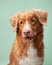 Dog with thoughtful eyes, calm. A Nova Scotia Duck Tolling Retriever at mint