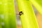 Dog Tick on Leaf