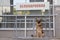The dog is tied to a bicycle parking lot. A German Shepherd dog is tied to a bicycle parking lot, a bicycle parking sign is writte