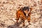 Dog in tiger clothes. Cute chihuahua dog in winter clothes in spring or autumn