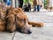 Dog tired, brown pet lying down.