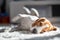 Dog tired sleeps on a floor. Beagle on carpet in sun