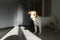 Dog tired standing on floor indoors. Jack russell terrier on floor in sun