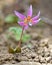 Dog-tooth Violet flower