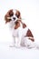 Dog with toothbrush. Beautiful friendly cavalier king charles spaniel dog. Purebred canine trained dog puppy. Blenheim