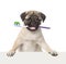 Dog with a toothbrush peeking from behind empty board. isolated