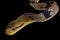 Dog toothed catsnake  Boiga cynodon