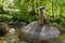 Dog on top of a rock with moss and forest stream. Gren vegetation in the river banks
