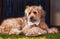 Dog with towel around his neck lying in front of a bowl with pancakes