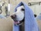 a dog in a towel sits on a table in a groomer's salon after washing, the concept of animal care