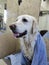 a dog in a towel sits on a table in a groomer's salon after washing, the concept of animal care