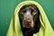 Dog with towel and water drops on green background. Studio shot, cute dog relaxed from spa procedures on the face with cucumber,