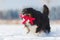 Dog with a toy runs in the snow