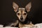 Dog toy terrier with big ears lies looking at the frame