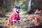 Dog, a toy terrier, a stylishly dressed little dog