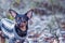 dog, a toy terrier, a stylishly dressed little dog sweater, against the backdrop of late autumn