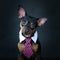 A dog, toyterrier a tie and a white collar. Education, training of dogs.