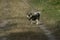 The dog is on the trail and looks at the photographer