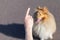 Dog trainer works with a shetland sheepdog