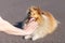 Dog trainer works with a shetland sheepdog