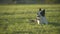 Dog training - Border Collie during obedience training outdoors, roll over