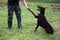 Dog training, brown Doberman sits in the park and looks at the owner