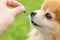 Dog training on green natural background. close-up Pomeranian spitz performing obedience and getting delicious treat