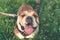 Dog training. Happy bulldog runs in the meadow. Funny smiling English bulldog. Cute Young english bulldog playing in green grass