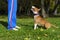 Dog training process