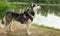 Dog training, Siberian husky on the background of  river executes commands