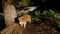 Dog traveler in nature next to mountain river in rainforest at sunset in summer. Brown aussie without tail. Australian