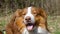 Dog is traveler. Portrait of pet outside in close-up. Brown Australian Shepherd lies on forest and rests enjoying views