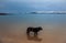 Dog on Trearddur Bay