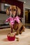 Dog with treats in heart shaped bowl