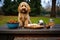 dog treats and water bowl on a park bench