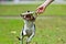 Dog tries to catch training dummy