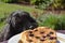 Dog tries to steal a pancake