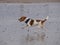 Dog trotting along the beach