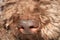 Dog truffle nose close up brown lagotto romagnolo modern high quality prints