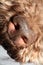 Dog truffle nose close up brown lagotto romagnolo modern high quality prints