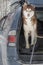 Dog in trunk jeep car. Red Siberian husky dog looks forward to the camera.