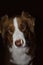 Dog is trying to catch piece of food. The attentive, focused face of the Australian Shepherd. Dark studio background.