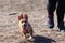 Dog trying to catch a thrown stick in midair, owner`s legs visible in background