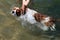 Dog trying to swim